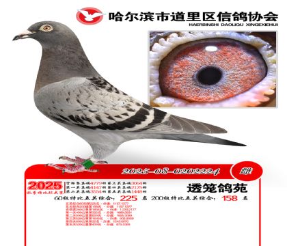 道里五关鸽王60组225名(200组158名)