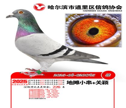 道里五关鸽王60组226名