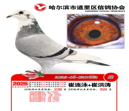 道里五关鸽王60组228名(200组159名)