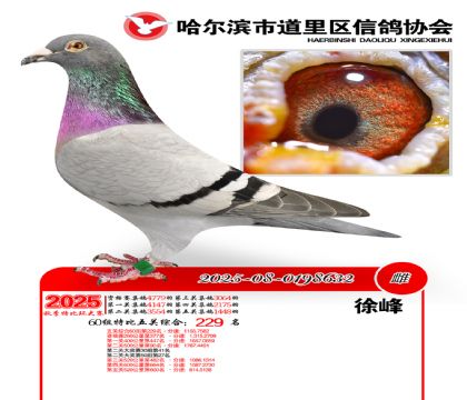 道里五关鸽王60组229名