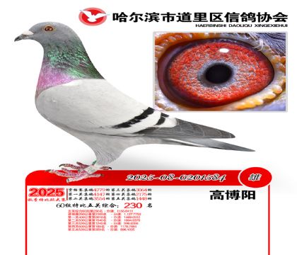 道里五关鸽王60组230名