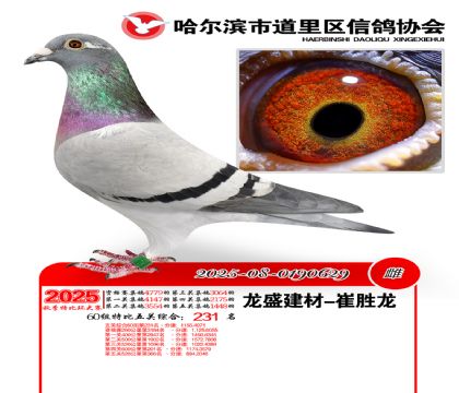 道里五关鸽王60组231名