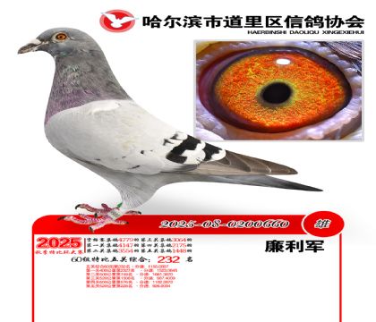 道里五关鸽王60组232名