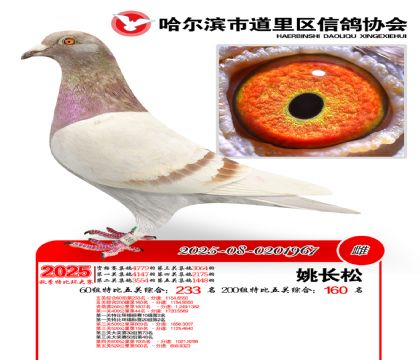 道里五关鸽王60组233名(200组160名)