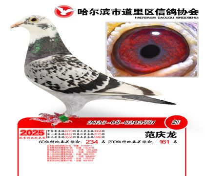 道里五关鸽王60组234名(200组161名)