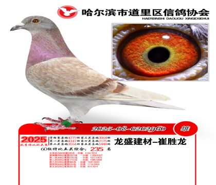 道里五关鸽王60组235名