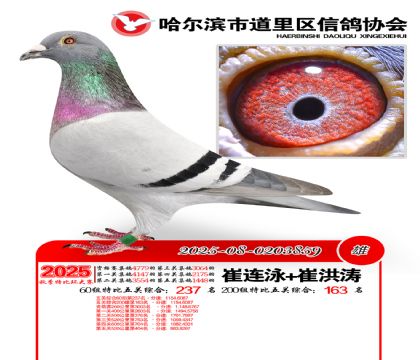 道里五关鸽王60组237名(200组163名)