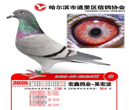 道里五关鸽王60组238名(200组164名)