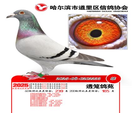 道里五关鸽王60组239名(200组165名)