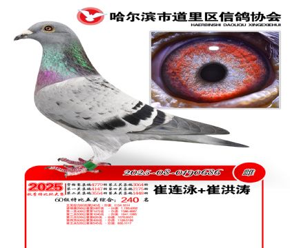 道里五关鸽王60组240名