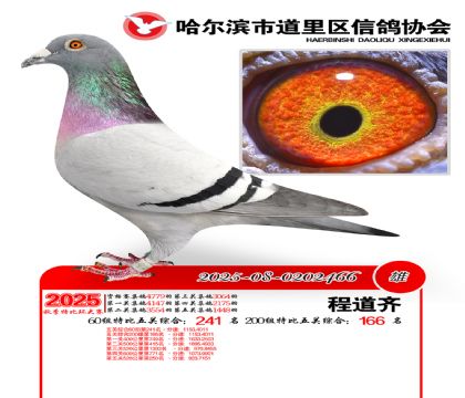 道里五关鸽王60组241名(200组166名)