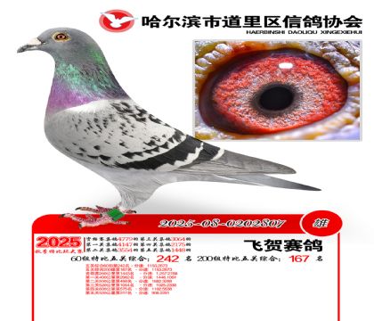 道里五关鸽王60组242名(200组167名)