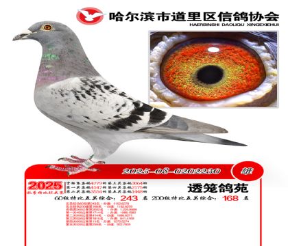 道里五关鸽王60组243名(200组168名)