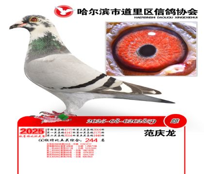 道里五关鸽王60组244名