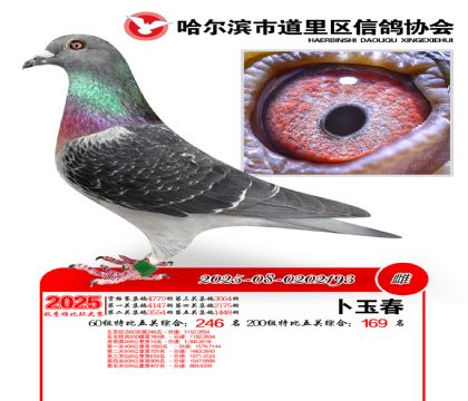 道里五关鸽王60组246名(200组169名)