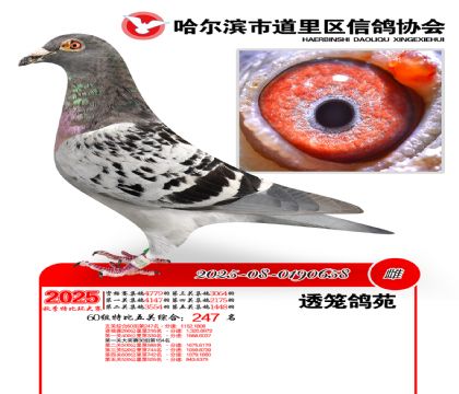 道里五关鸽王60组247名