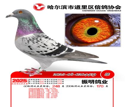道里五关鸽王60组248名(200组170名)