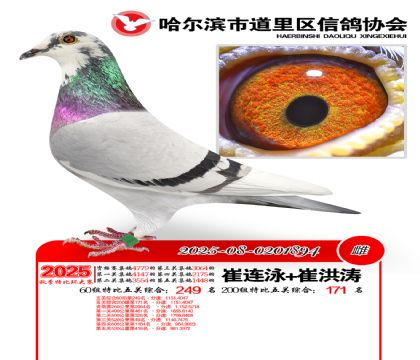 道里五关鸽王60组249名(200组171名)