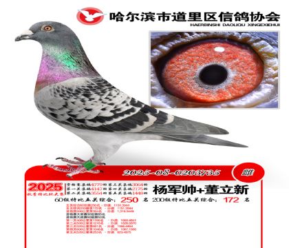 道里五关鸽王60组250名(200组172名)