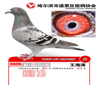 道里五关鸽王60组251名(200组173名)