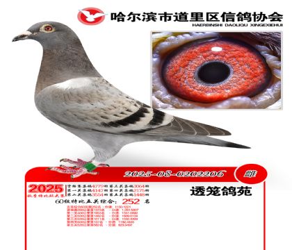 道里五关鸽王60组252名