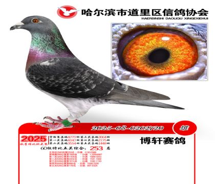 道里五关鸽王60组253名