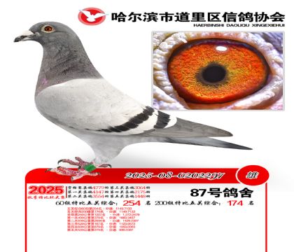 道里五关鸽王60组254名(200组174名)