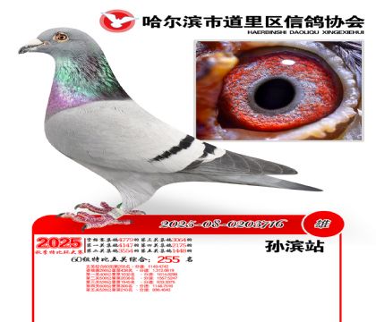 道里五关鸽王60组255名