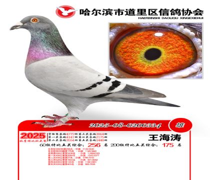 道里五关鸽王60组256名(200组175名)