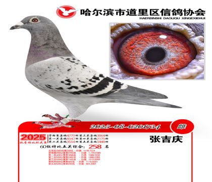 道里五关鸽王60组258名
