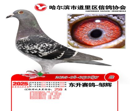 道里五关鸽王60组259名