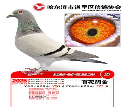 道里五关鸽王60组260名(200组177名)
