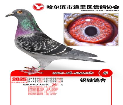 道里五关鸽王60组261名