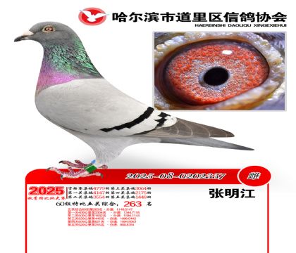 道里五关鸽王60组263名