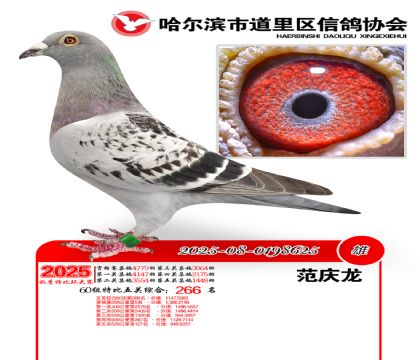 道里五关鸽王60组266名