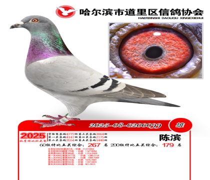 道里五关鸽王60组267名(200组179名)