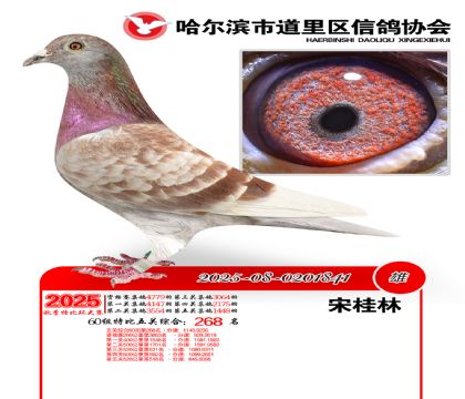 道里五关鸽王60组268名