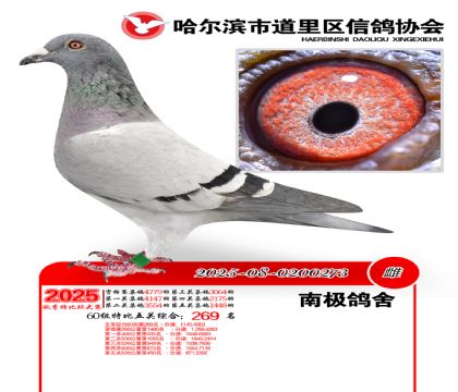 道里五关鸽王60组269名
