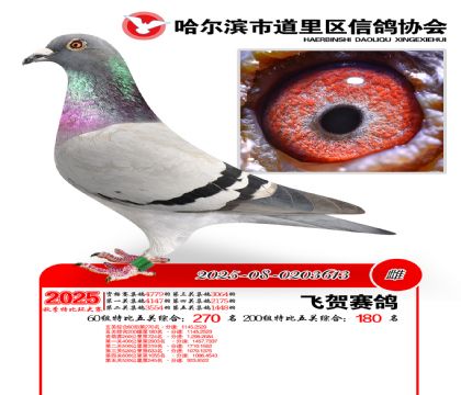 道里五关鸽王60组270名(200组180名)