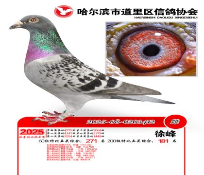 道里五关鸽王60组271名(200组181名)