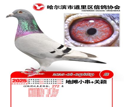 道里五关鸽王60组272名