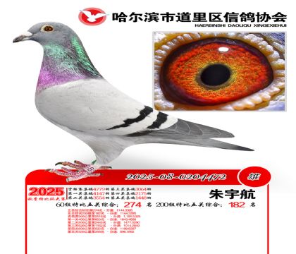 道里五关鸽王60组274名(200组182名)