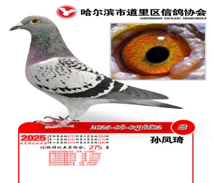 道里五关鸽王60组275名