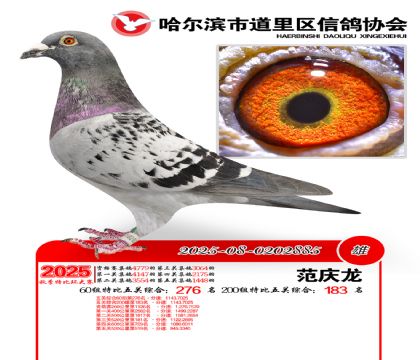 道里五关鸽王60组276名(200组183名)