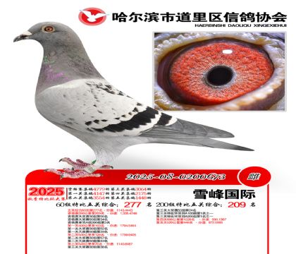 道里五关鸽王60组277名