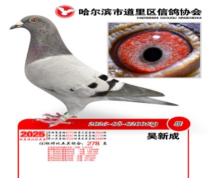 道里五关鸽王60组278名