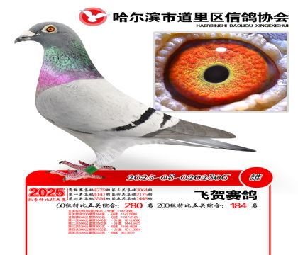 道里五关鸽王60组280名(200组184名)