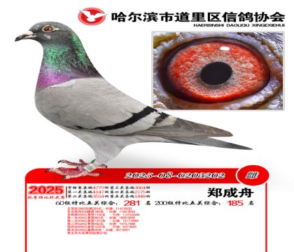 道里五关鸽王60组281名(200组185名)