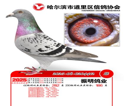 道里五关鸽王60组282名(200组186名)