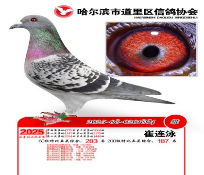 道里五关鸽王60组283名(200组187名)